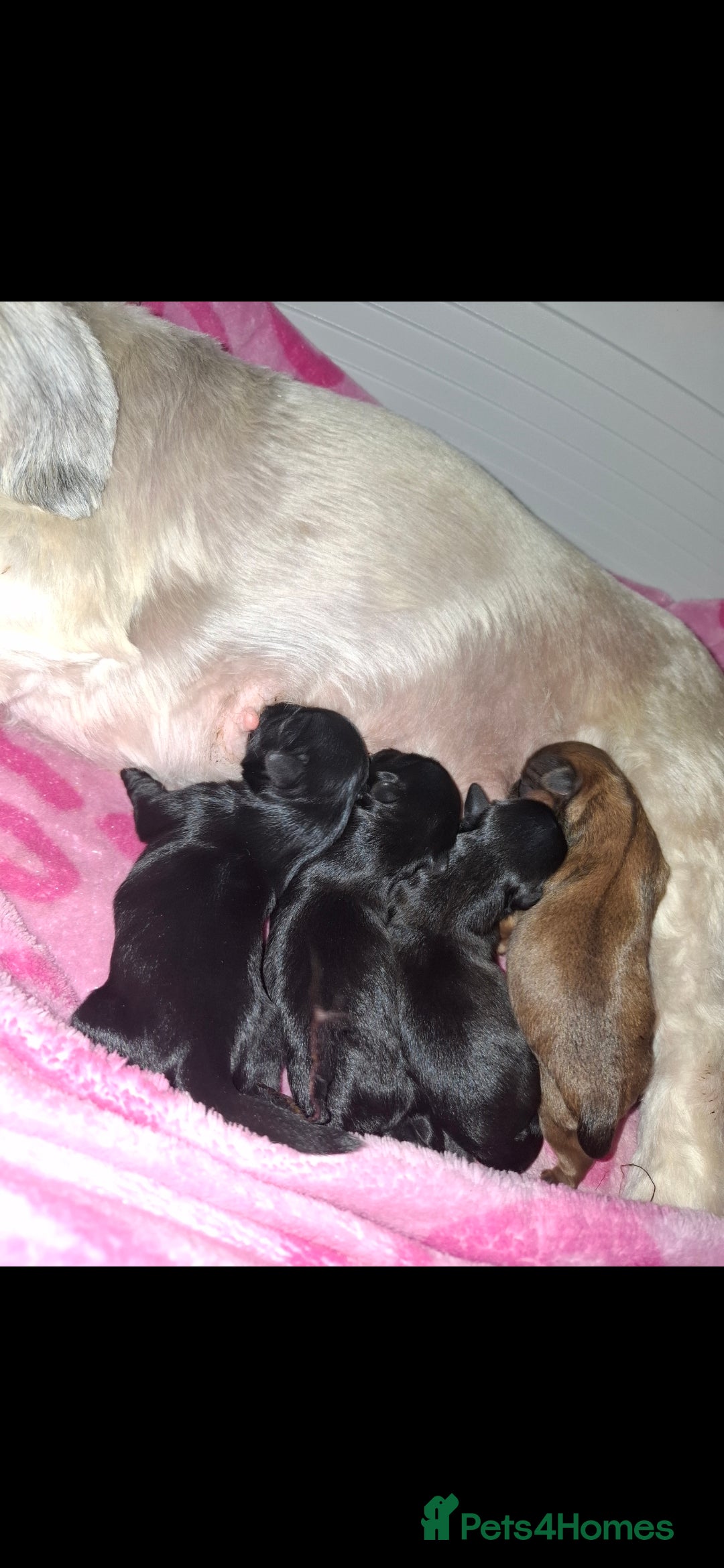 Shih Tzu dogs for sale: Shih tzu pups - Advert 7