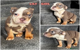 Olde English Bulldogge dogs for sale: 2 LEFT Olde English bulldog pups { READY TO LEAVE} - Image 20