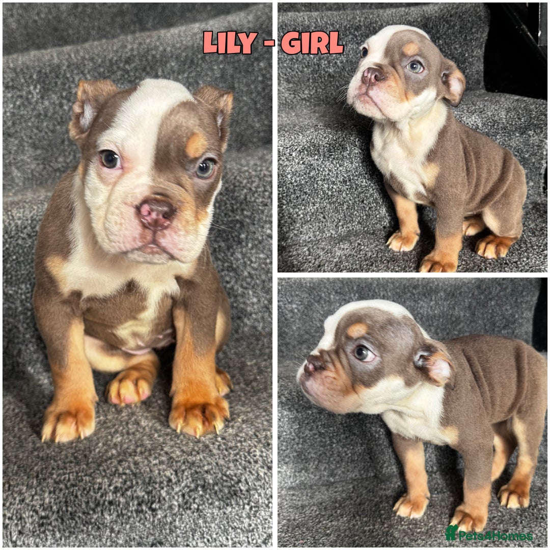 Olde English Bulldogge dogs for sale: 2 LEFT Olde English bulldog pups { READY TO LEAVE} - Image 20