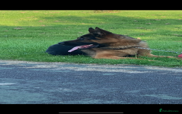 German Shepherd dogs for stud: Kc reg PROVEN Champion bloodline male for stud  in Oldham - Image 6