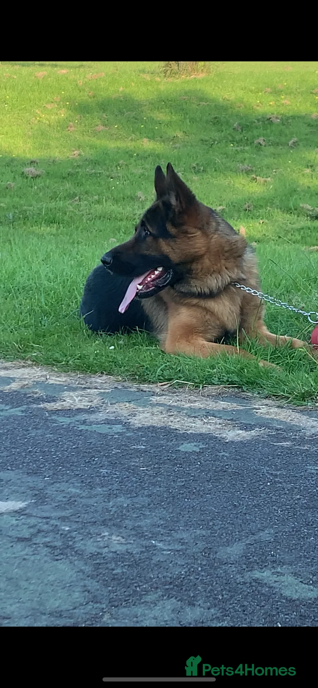 German Shepherd dogs for stud: Kc reg PROVEN Champion bloodline male for stud  in Oldham - Advert 6