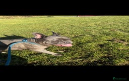 French Bulldog dogs for sale: 2 Adult French bulldogs and 4 Puppies  - Image 3