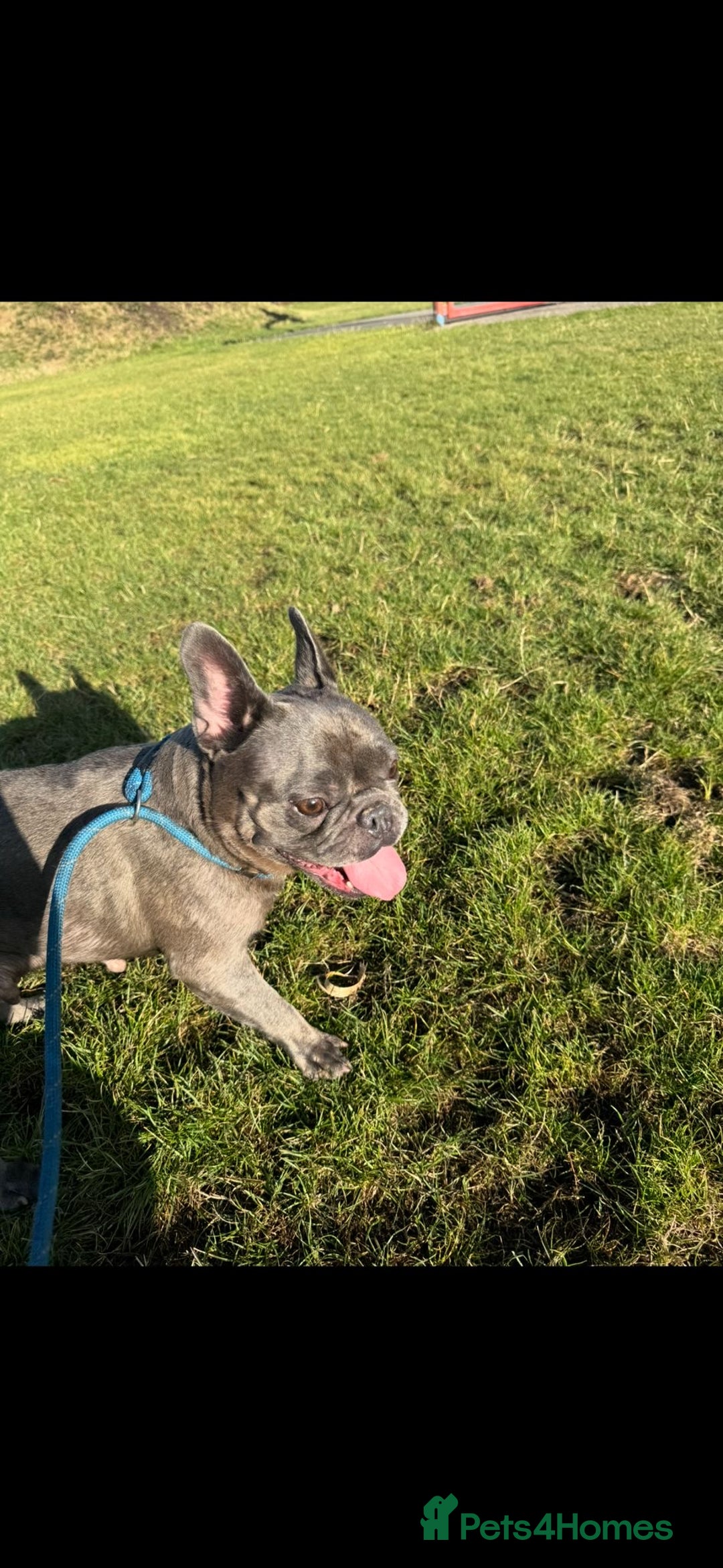 French Bulldog dogs for sale: 2 Adult French bulldogs and 4 Puppies  - Image 3