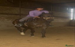 British Warmblood horses for sale: Wish - A willing summer project  in Cwmbran - Image 2