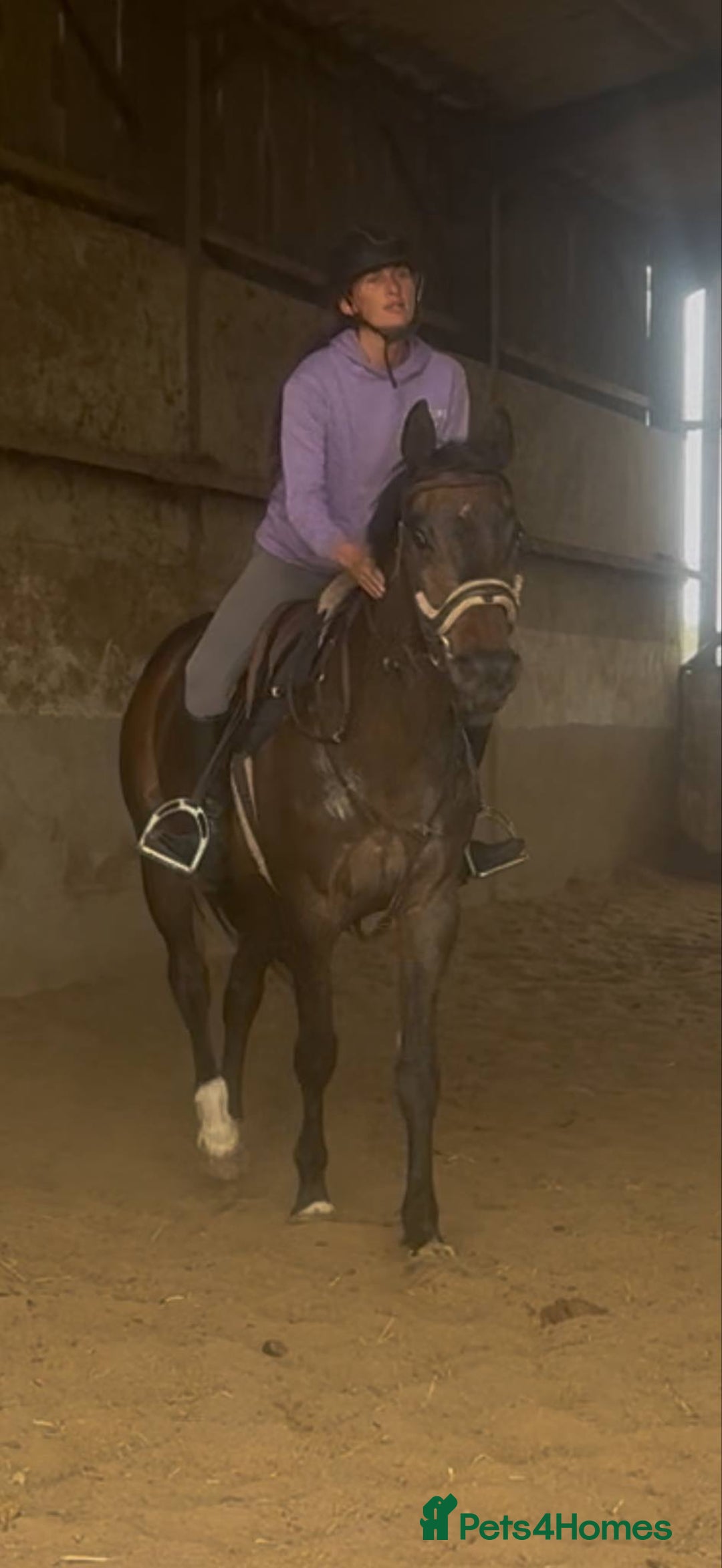 British Warmblood horses for sale: Wish - A willing summer project  in Cwmbran - Image 2