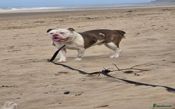 Old Tyme Bulldog dogs for sale: Rubble is male  - Image 6