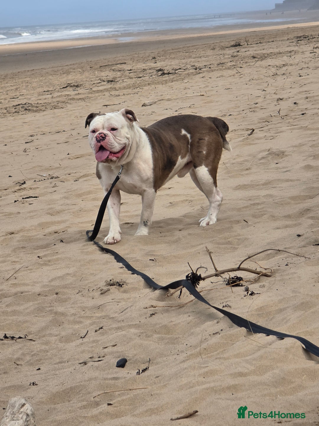Old Tyme Bulldog dogs for sale: Rubble is male  - Image 6