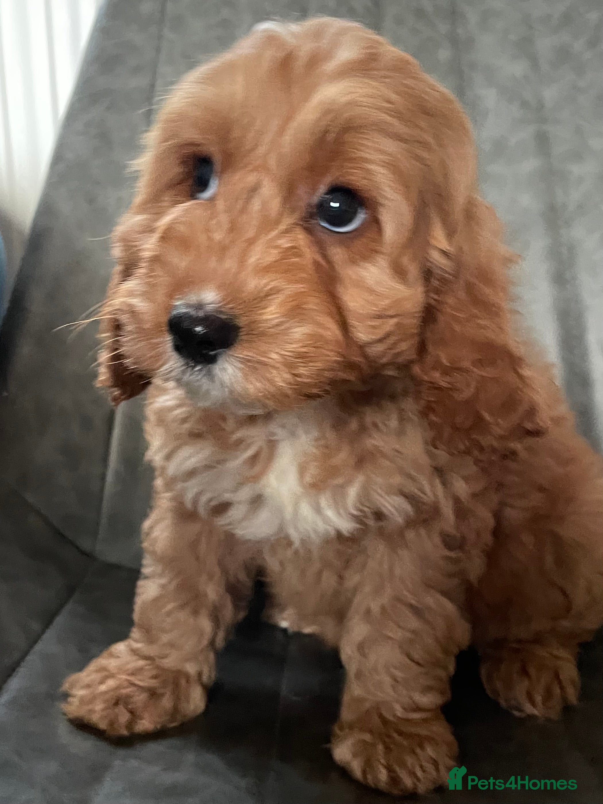 Cockapoo dogs F1 MINIATURE COCKAPOO PUPPIES DNA HEALTH TESTED  - Advert 7