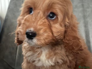 Cockapoo dogs F1 MINIATURE COCKAPOO PUPPIES DNA HEALTH TESTED - Advert 10