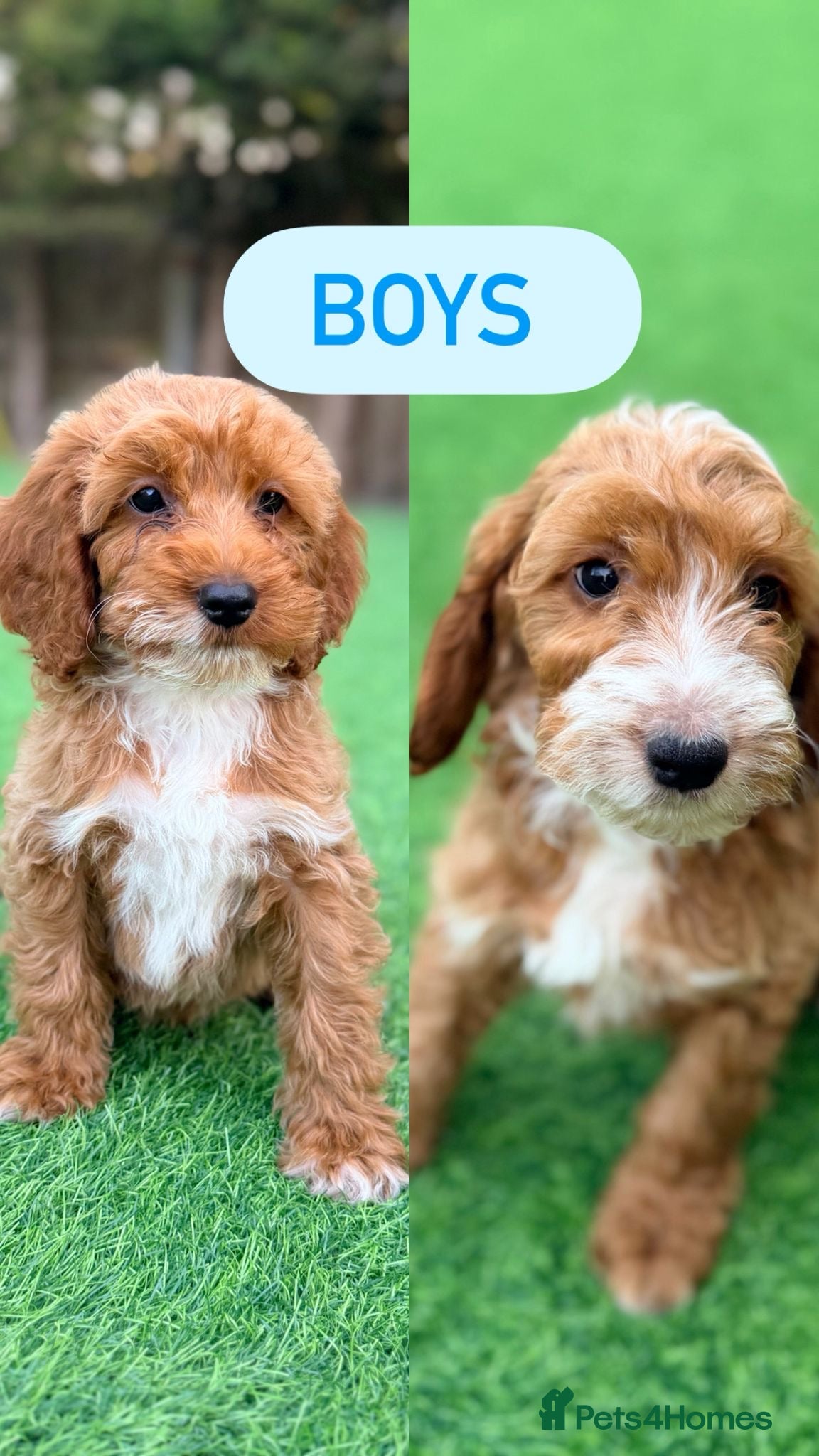 Cockapoo dogs F1 boy cockapoo puppies  - Advert 1
