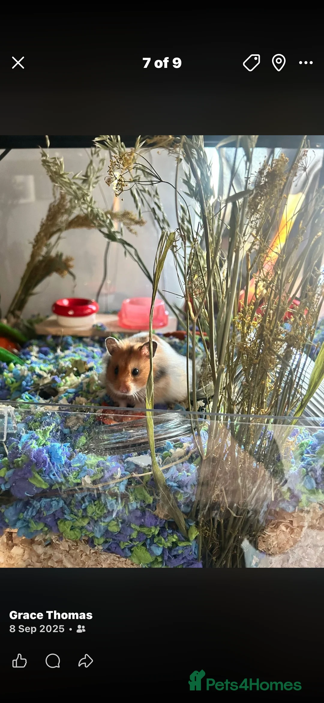 Hamster rodents for sale: Rocky looking for new home  - Advert 1