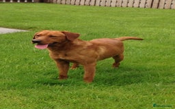 Labrador Retriever dogs for sale: KC REG HEALTH TESTED fox red puppies for sale ⭐️  - Image 4