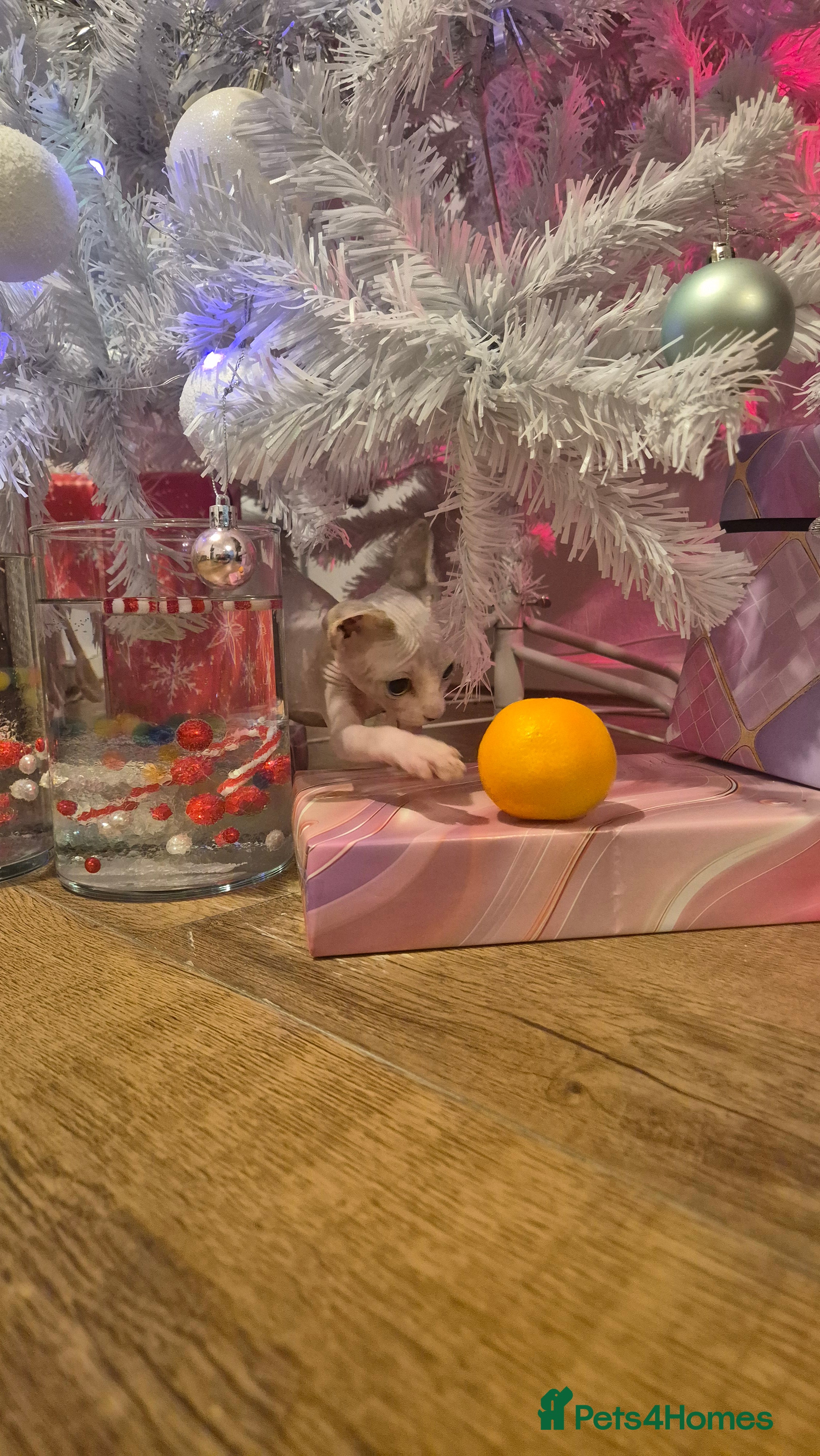 Sphynx cats Exclusive Sphynx Kittens Looking for Forever Homes - Advert 1