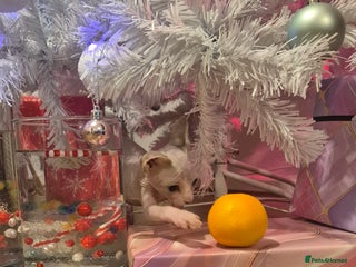 Sphynx cats Exclusive Sphynx Kittens Looking for Forever Homes - Advert 2