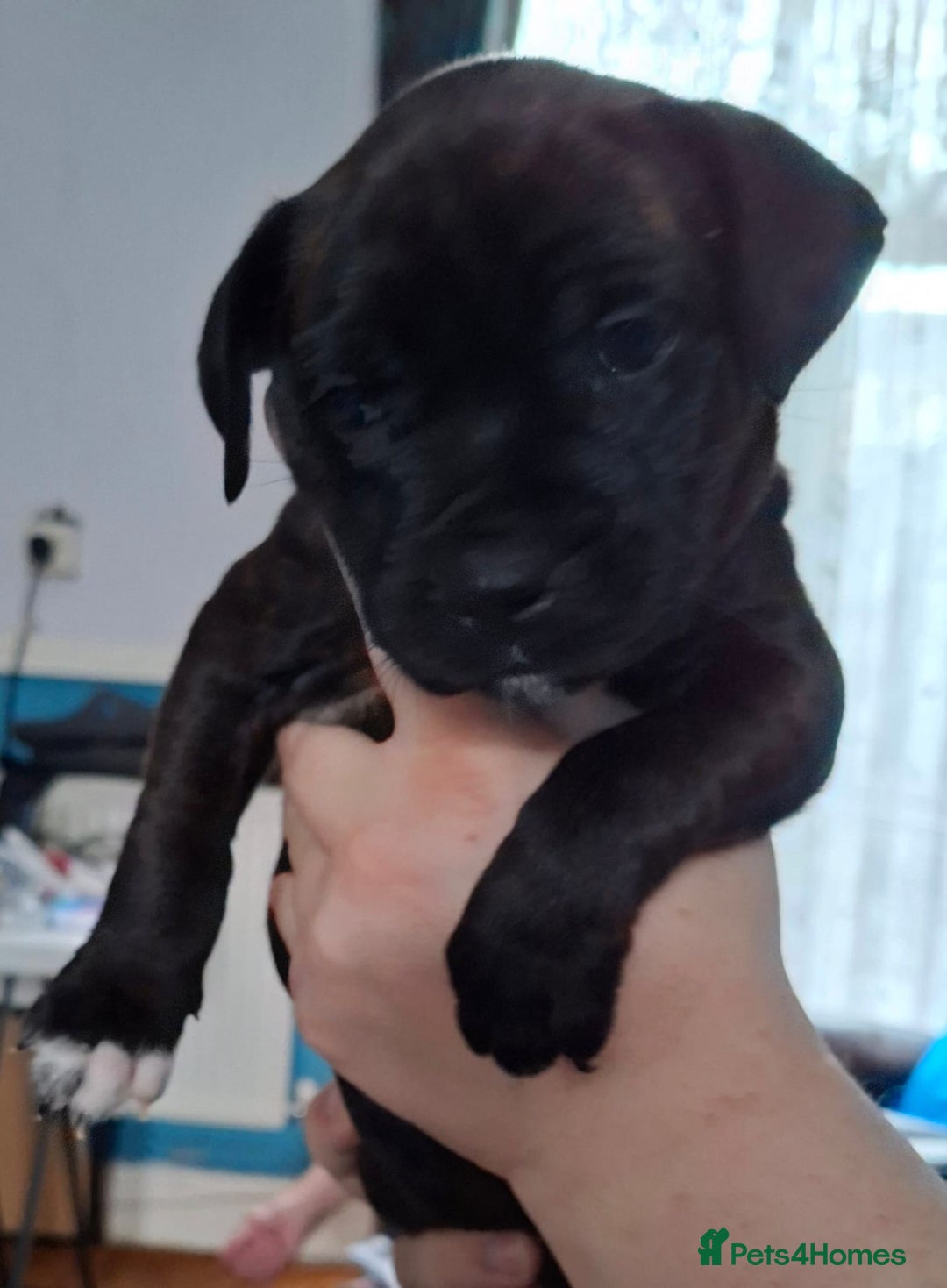 Staffordshire Bull Terrier dogs for sale: Staffordshire Bull Terrier Puppies - Image 19