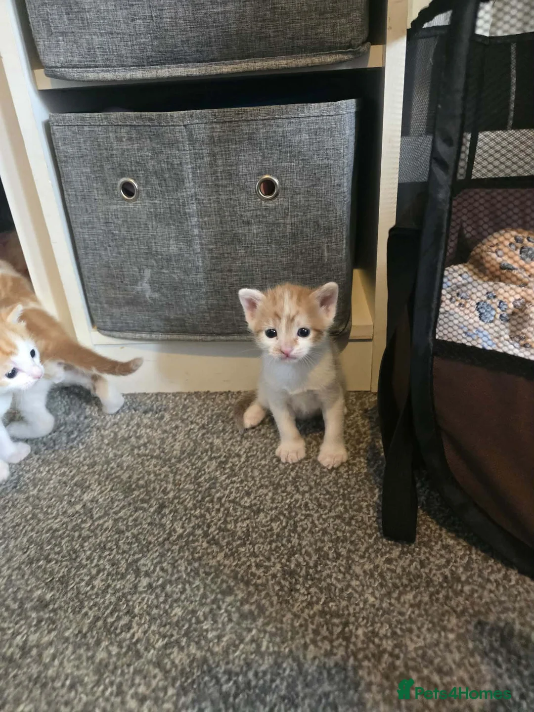 Mixed Breed cats for sale: 2 male kittens for sale  - Advert 2