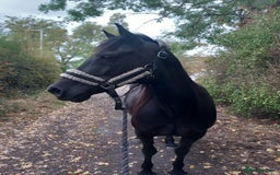 Welsh Section D horses for sale: Project 15hh Welsh Section D Mare  - Image 1