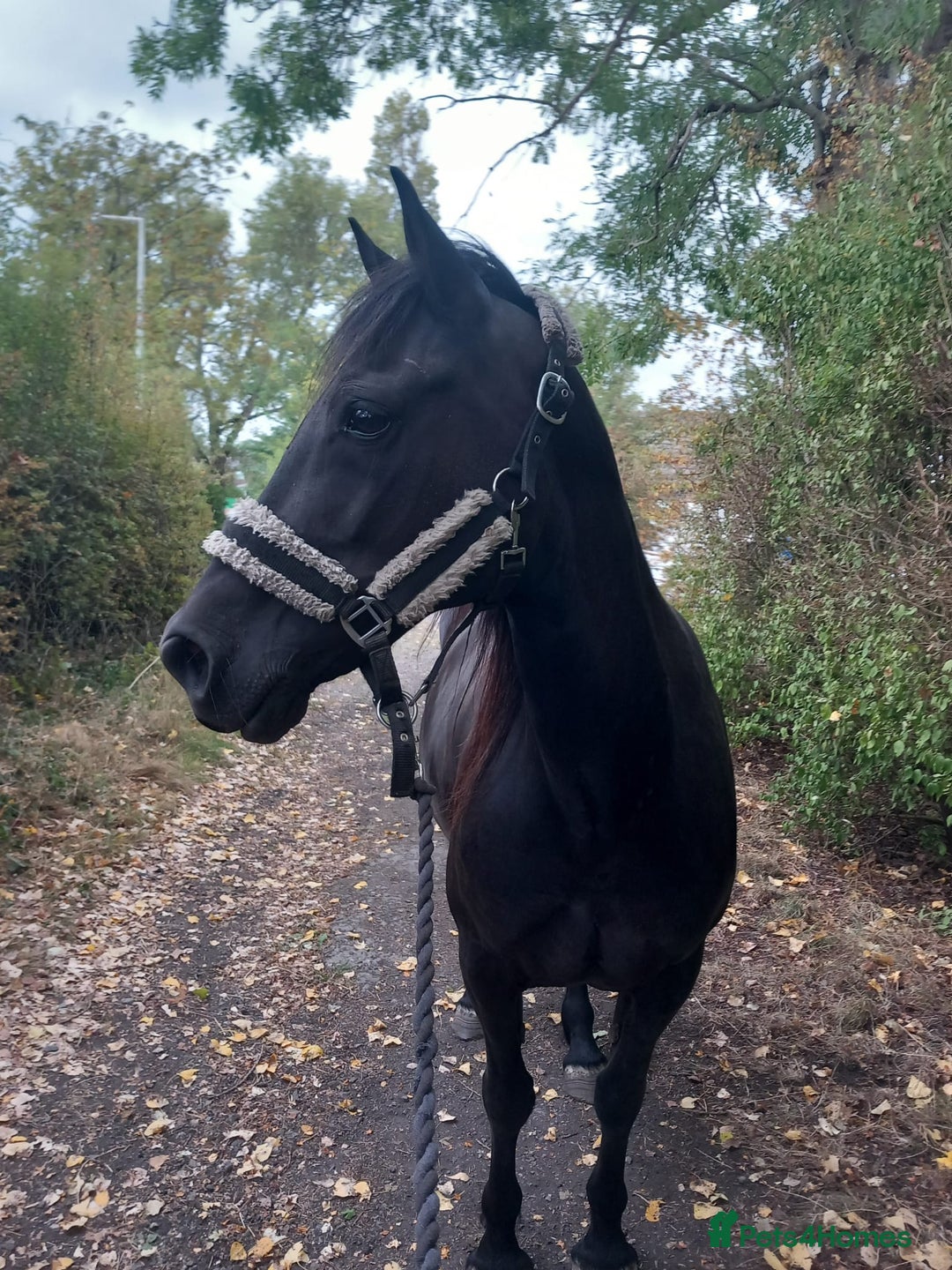 Welsh Section D horses for sale: Project 15hh Welsh Section D Mare  - Image 1