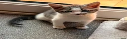 Domestic Shorthair cats for sale: Beautiful male kitten - Advert 3