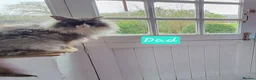 Maine Coon cats for sale: Classic Tabby Maine Coon Kittens  - Advert 10