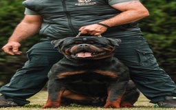 Rottweiler dogs for sale: 🦍🖤🤎KC REG 5 star breeders🤎🖤🦍 - Image 7