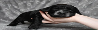 Cocker Spaniel 2
