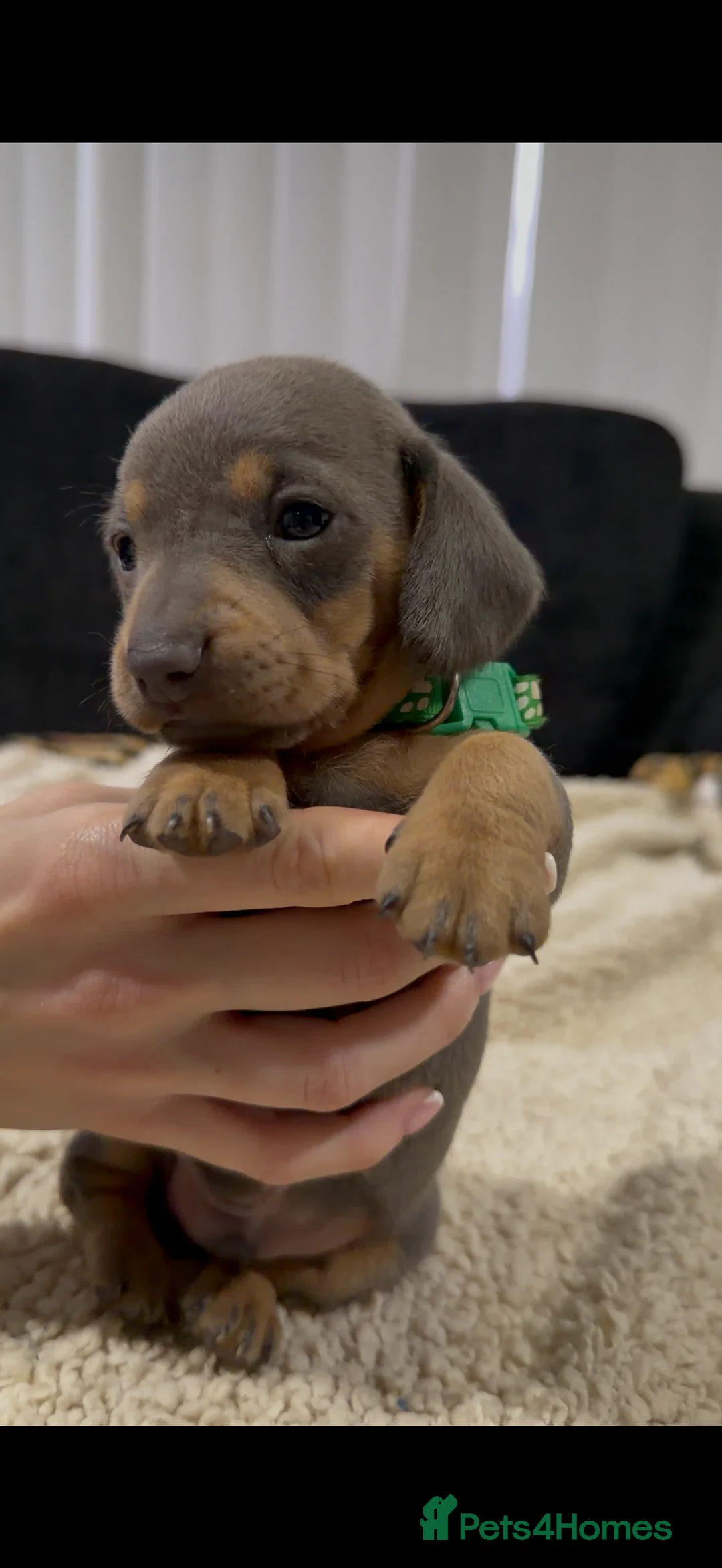 Miniature Dachshund dogs for sale: Miniature Dachshund Puppies - Advert 3