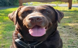 Labrador Retriever dogs for sale: Beautiful black Labrador puppies  - Image 11