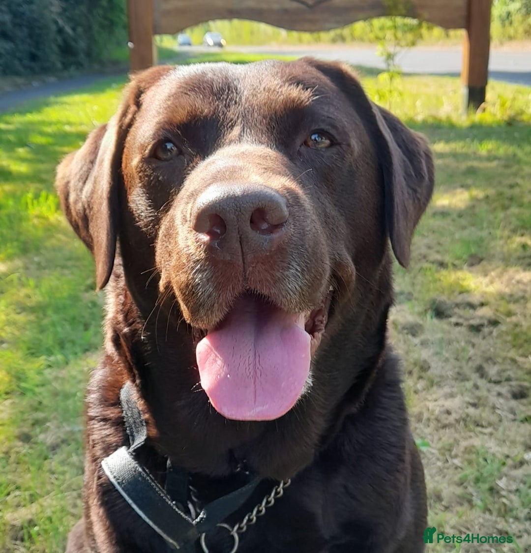 Labrador Retriever dogs for sale: Beautiful black Labrador puppies  - Image 11