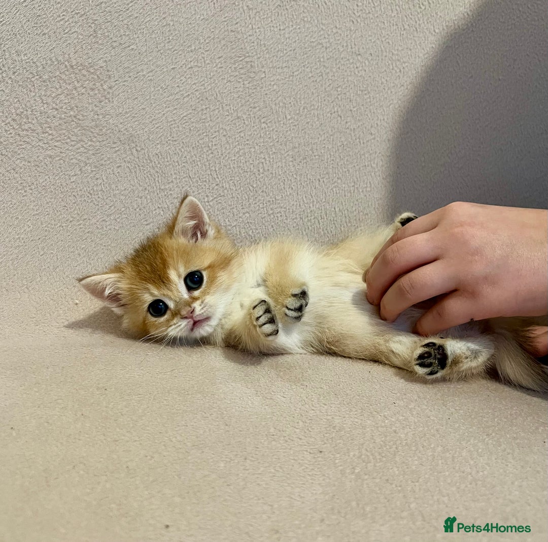 British Shorthair cats for sale: 🐾 Purebred BSH Kittens 🐾 - Advert 16