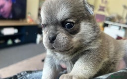 Pug dogs for sale: puppy pug for sale - Image 11