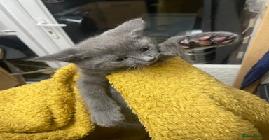 British Shorthair cats 4 kittens for sale  - Advert 3