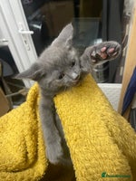 British Shorthair cats 4 kittens for sale - Advert 4