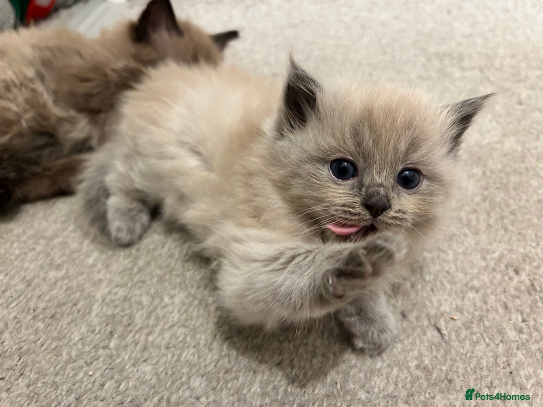 Ragdoll cats for sale: Ragdoll Kittens  - Advert 13