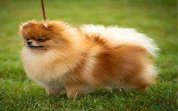 Pomeranian dogs for sale: Beautiful quality pomeranian girl puppies  - Image 16