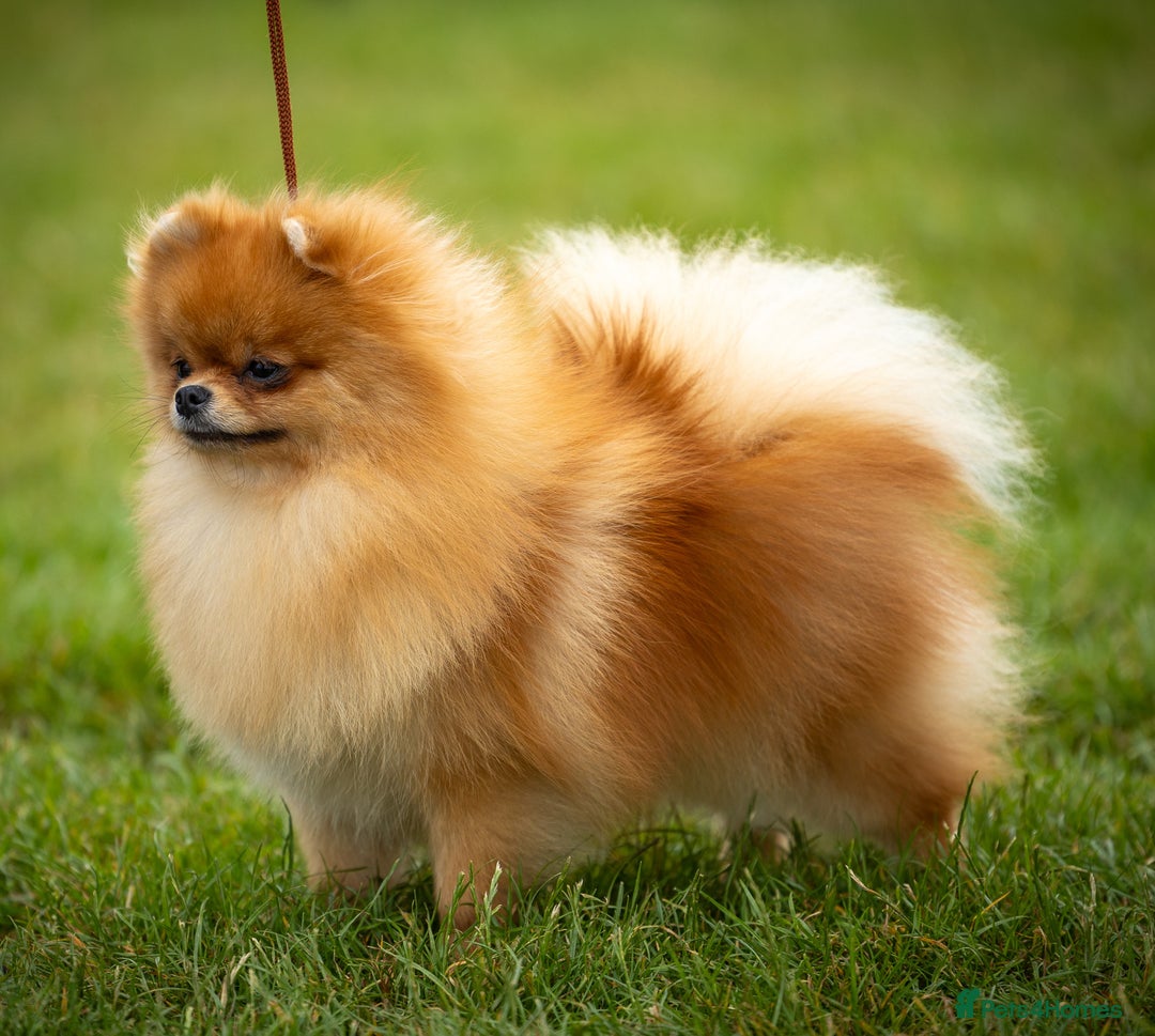 Pomeranian dogs for sale: Beautiful quality pomeranian girl puppies  - Image 16