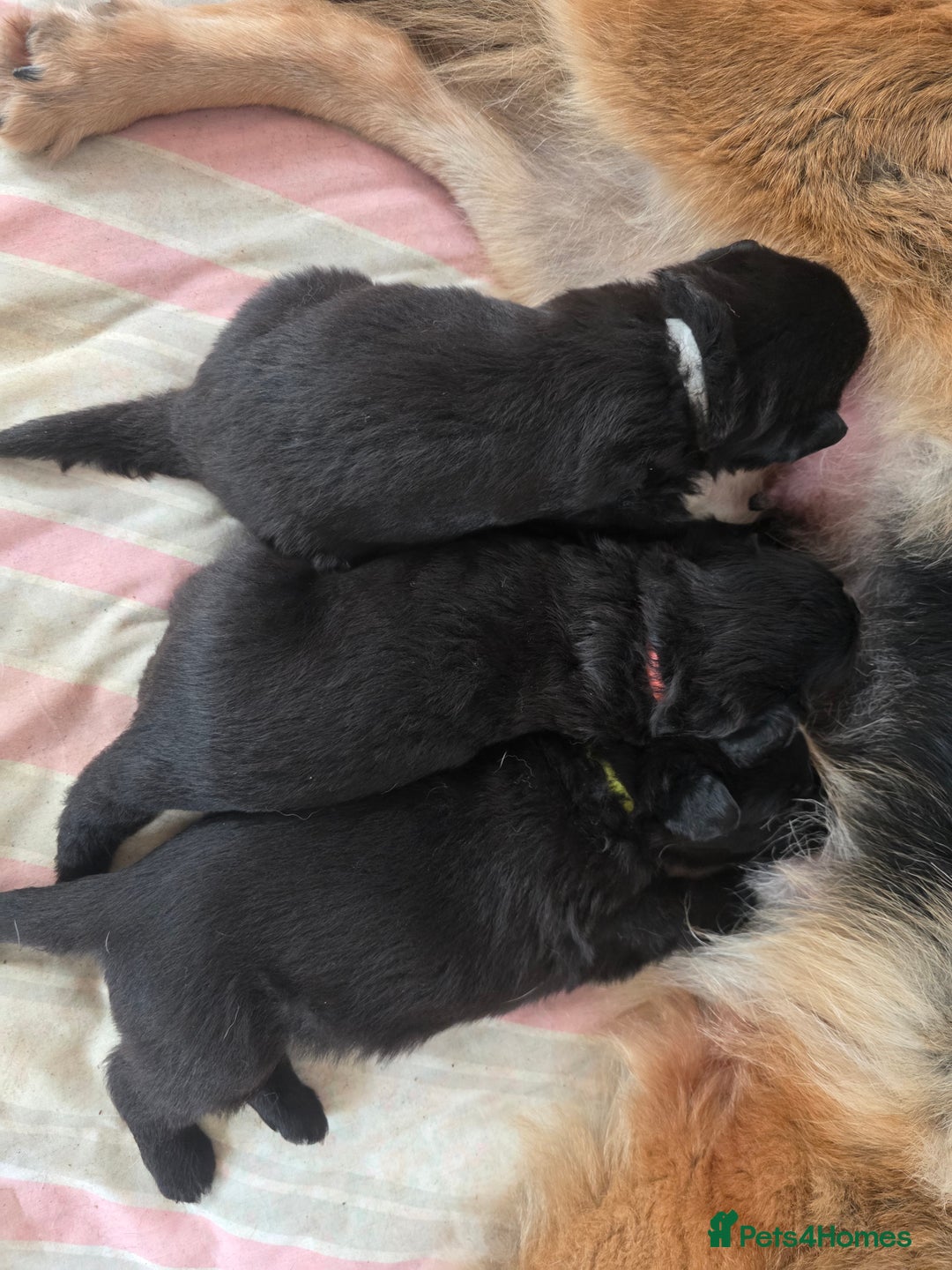 German Shepherd dogs for sale: Rare All-Black GSD Girls - Parents Owned & Present - Advert 9