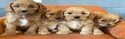 Cavapoo dogs for sale: Cavapoo F1 - Advert 1