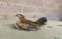 Chickens poultry for sale: 11 week old Serama frizzle bantams  in Milton Keynes - Advert 10