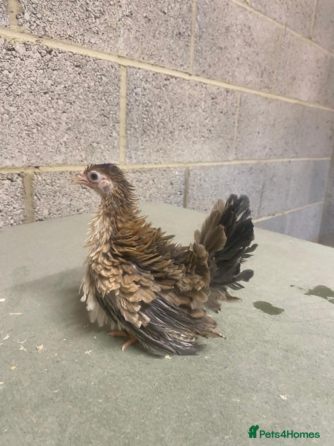 Chickens poultry for sale: 11 week old Serama frizzle bantams  in Milton Keynes - Advert 10
