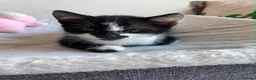 Mixed Breed cats for sale: Mixed breed kittens - Advert 4