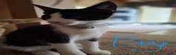 Mixed Breed cats for sale: Beautiful, Kittens Ready for Loving Homes  - Advert 4
