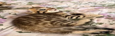 Bengal female 1