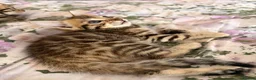 Bengal cats for sale: Beautiful bengal kittens 🐾🐾🐾 - Advert 37