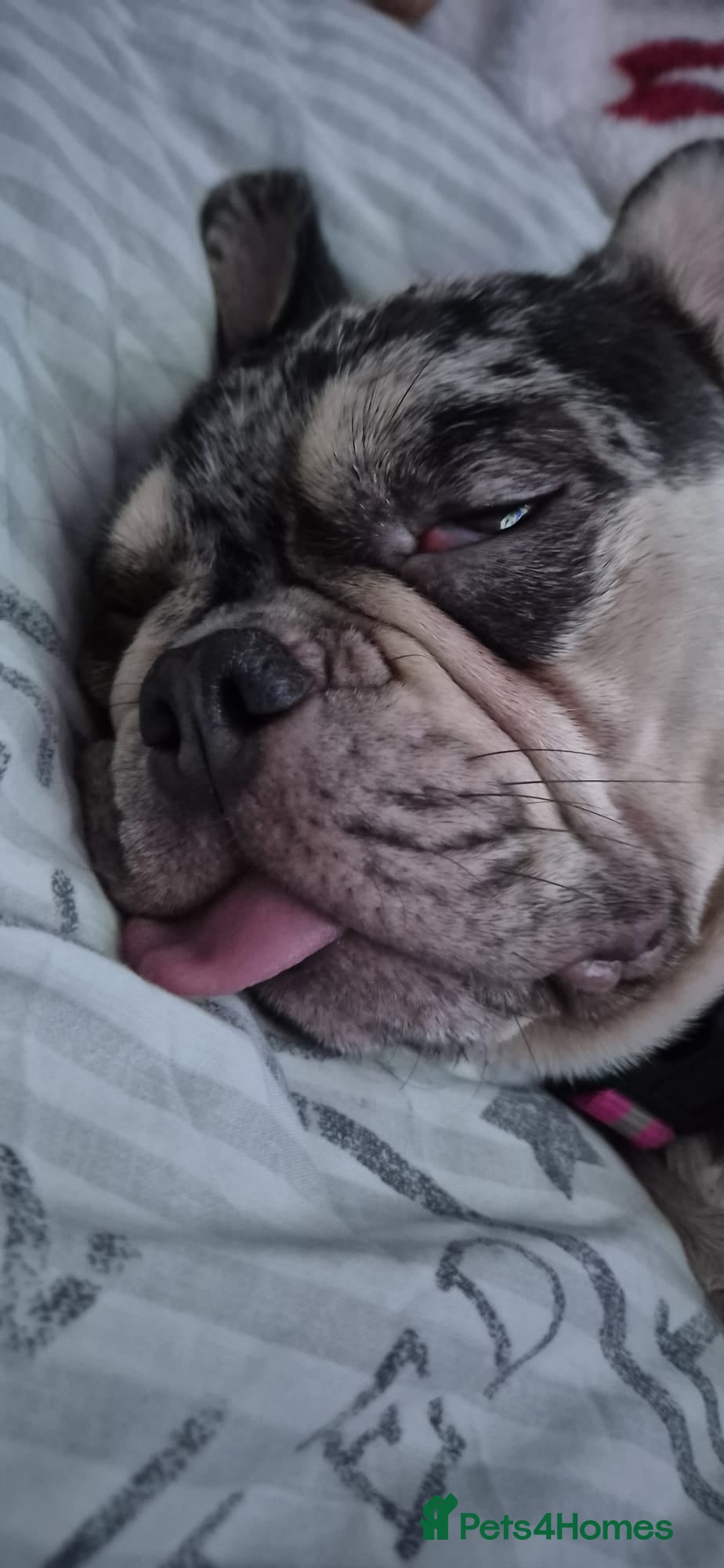French Bulldog dogs Chocolate merle frenchie  - Advert 1