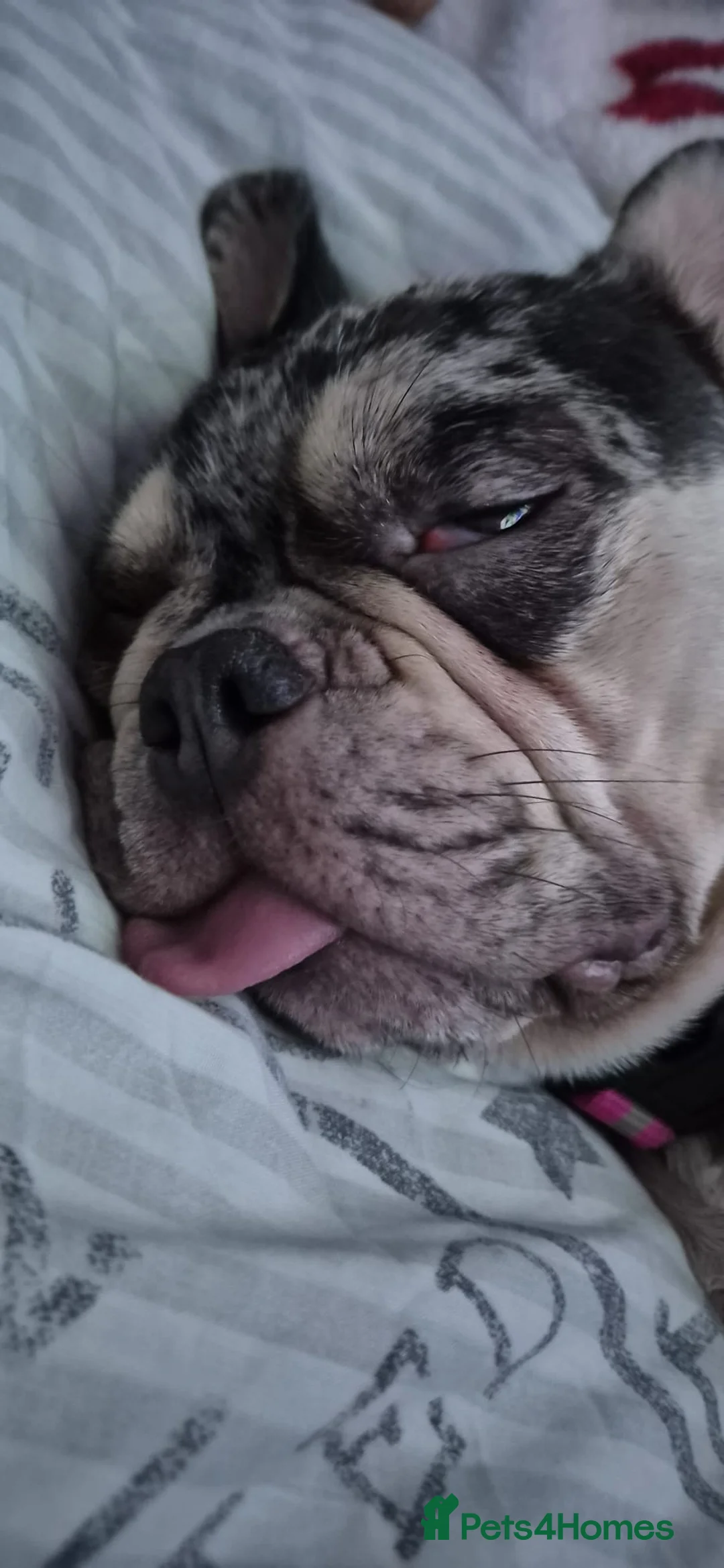 French Bulldog dogs for sale: Chocolate merle frenchie  in Cannock - Advert 1