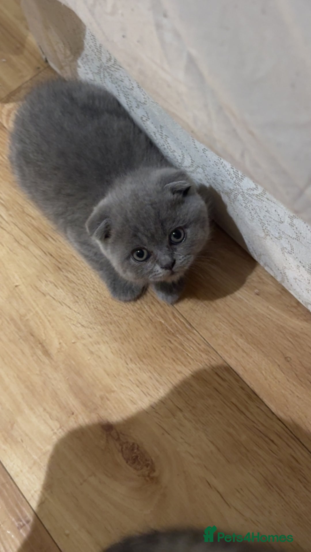 British Shorthair cats for sale: Beautiful british short hair/scottish folds - Image 6