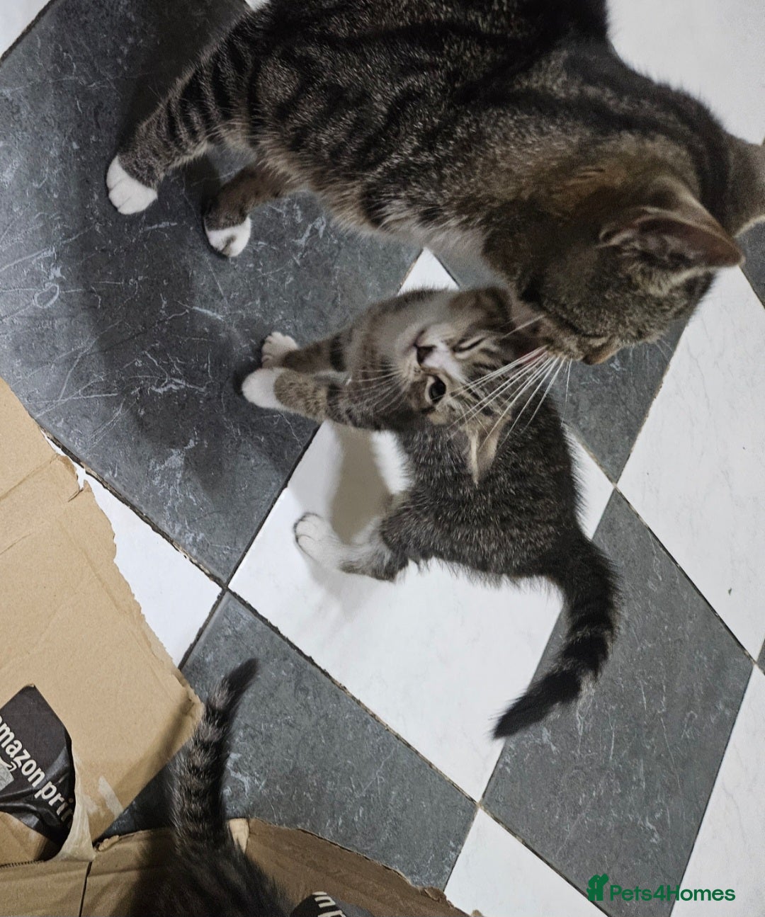 Mixed Breed cats for sale: Cute Pair of  Female Kittens - Image 9