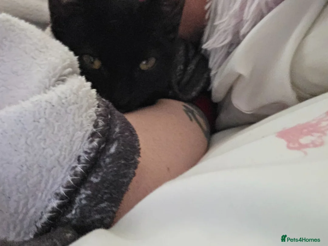 Mixed Breed cats for sale: Female kitten for sale  - Advert 4
