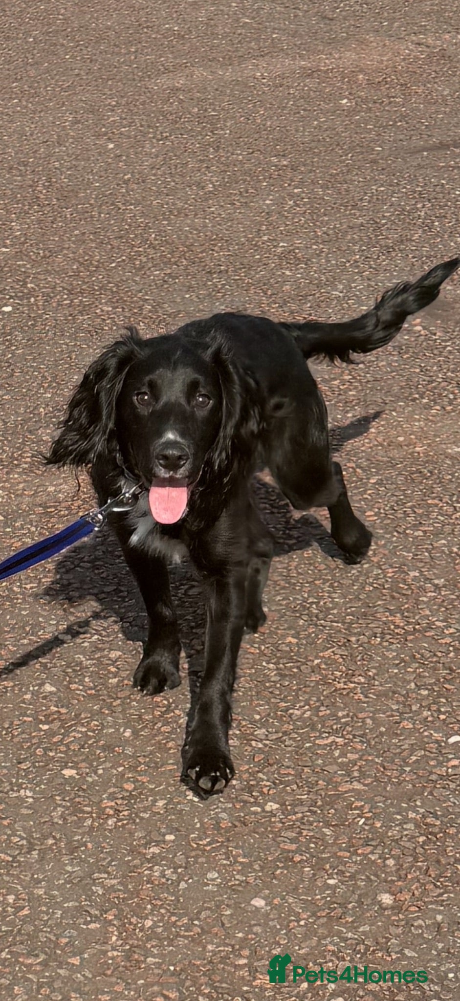 Cocker Spaniel dogs It’s with a sad heart that Jax needs a new home  - Advert 1